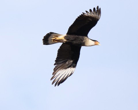 Crested Caracara