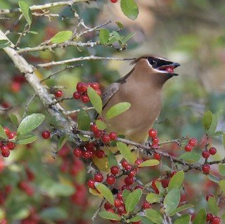 Cedar Waxwing (winter and spring(