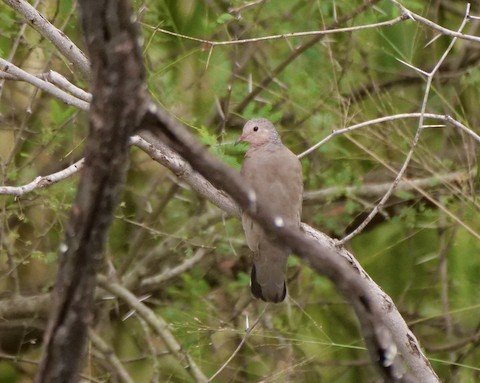 Common Ground Dove (but very uncommon, mainly in undeveloped areas)