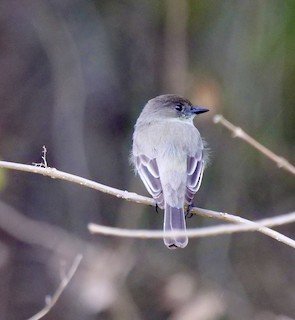 Eastern Phoebe (our only year-round resident flycatcher)