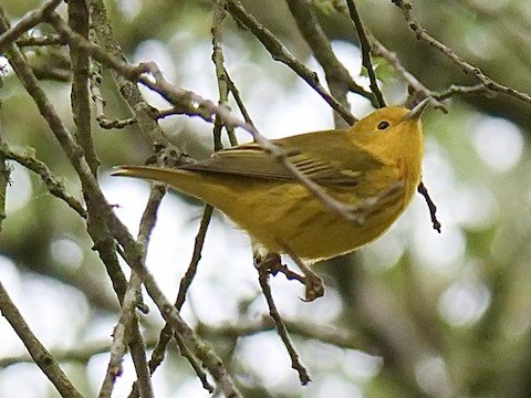 Yellow Warbler (male) migrant