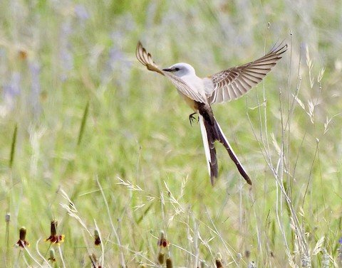 Scissor-tailed Flycatcher (summer)