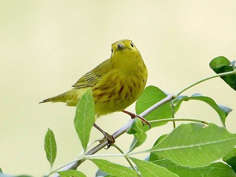 Yellow Warbler (male) migrant