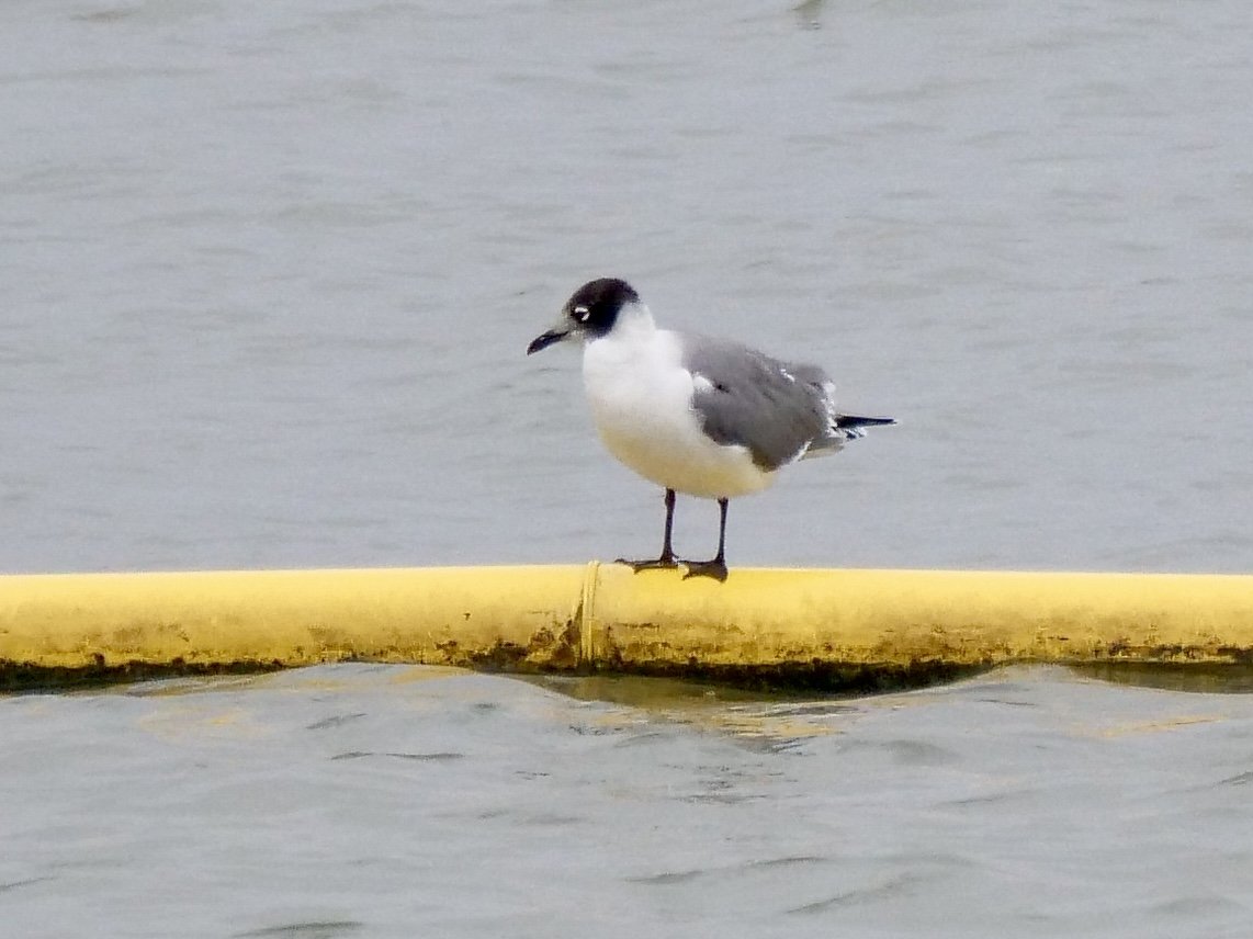 Franklin's Gull