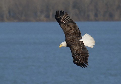 Bald Eagle (always near water bodies)