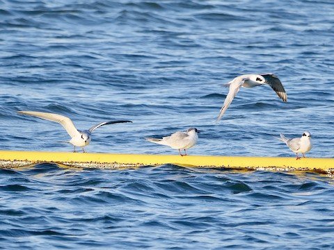 Forster's Terns