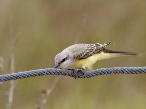 Western Kingbird (summer)