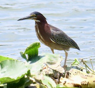 Green Heron