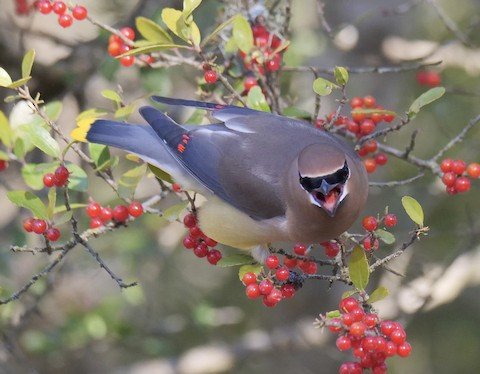 Cedar Waxwing (winter and spring(