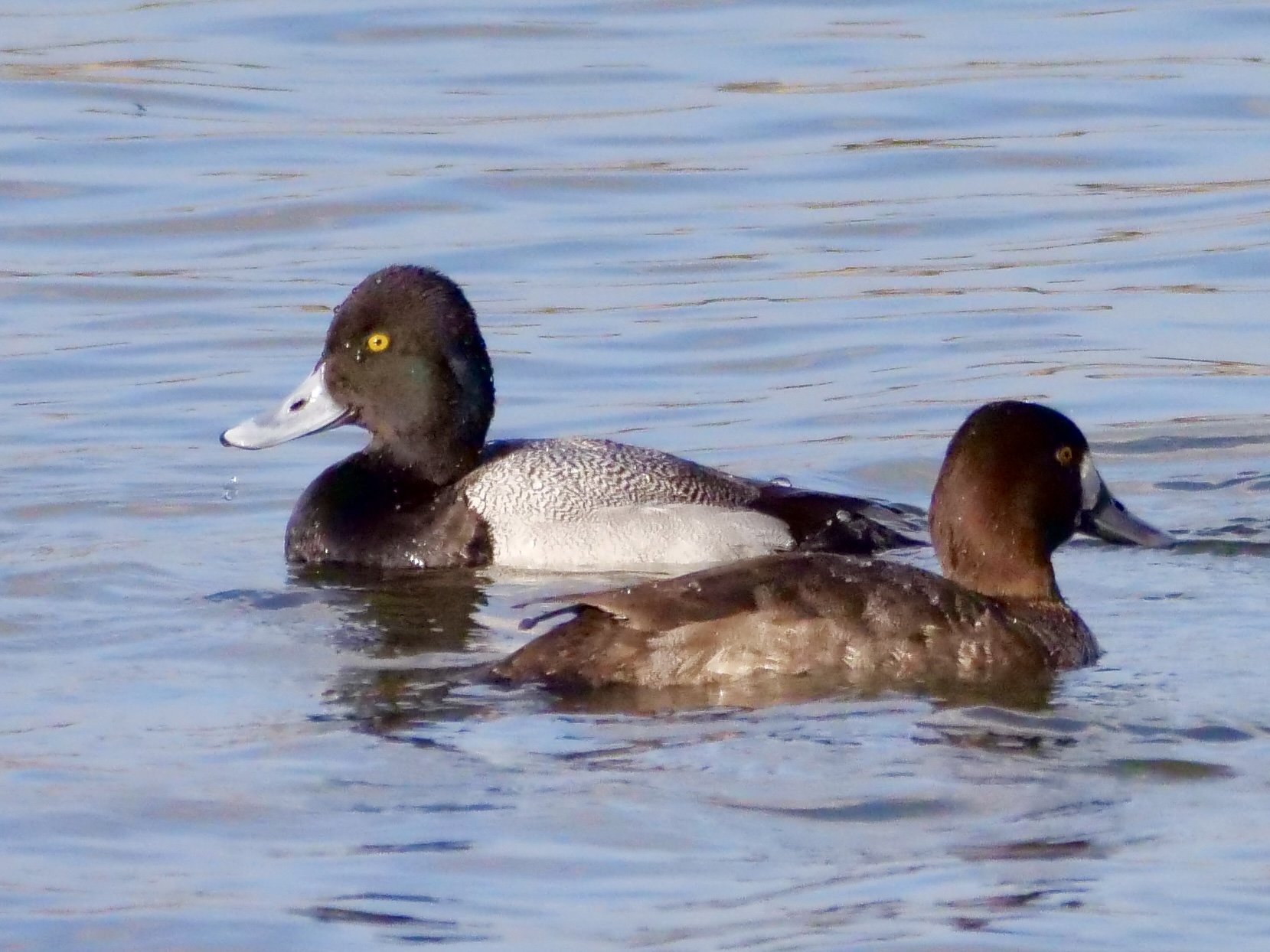 Lesser Scaup