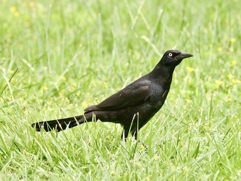 Great-tailed Grackle (male)