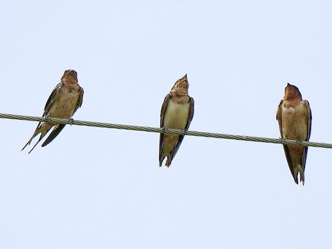 Barn Swallow (in flight note forked tail)
