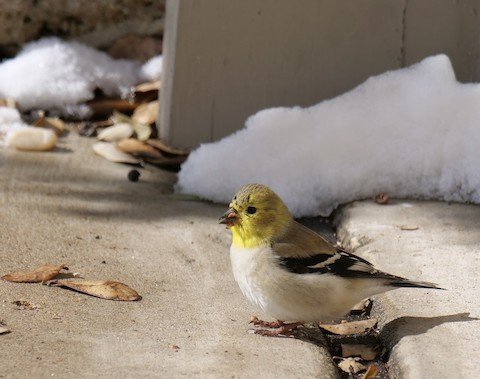 xAmerican Goldfinch (male) winter