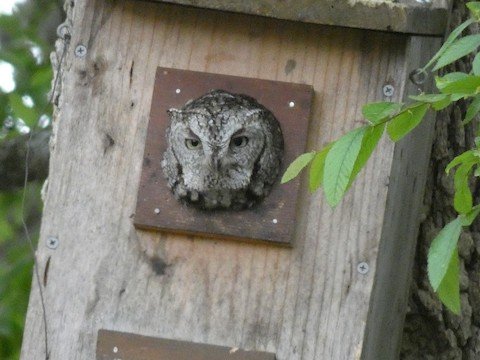 Eastern Screech Owl (tiny)