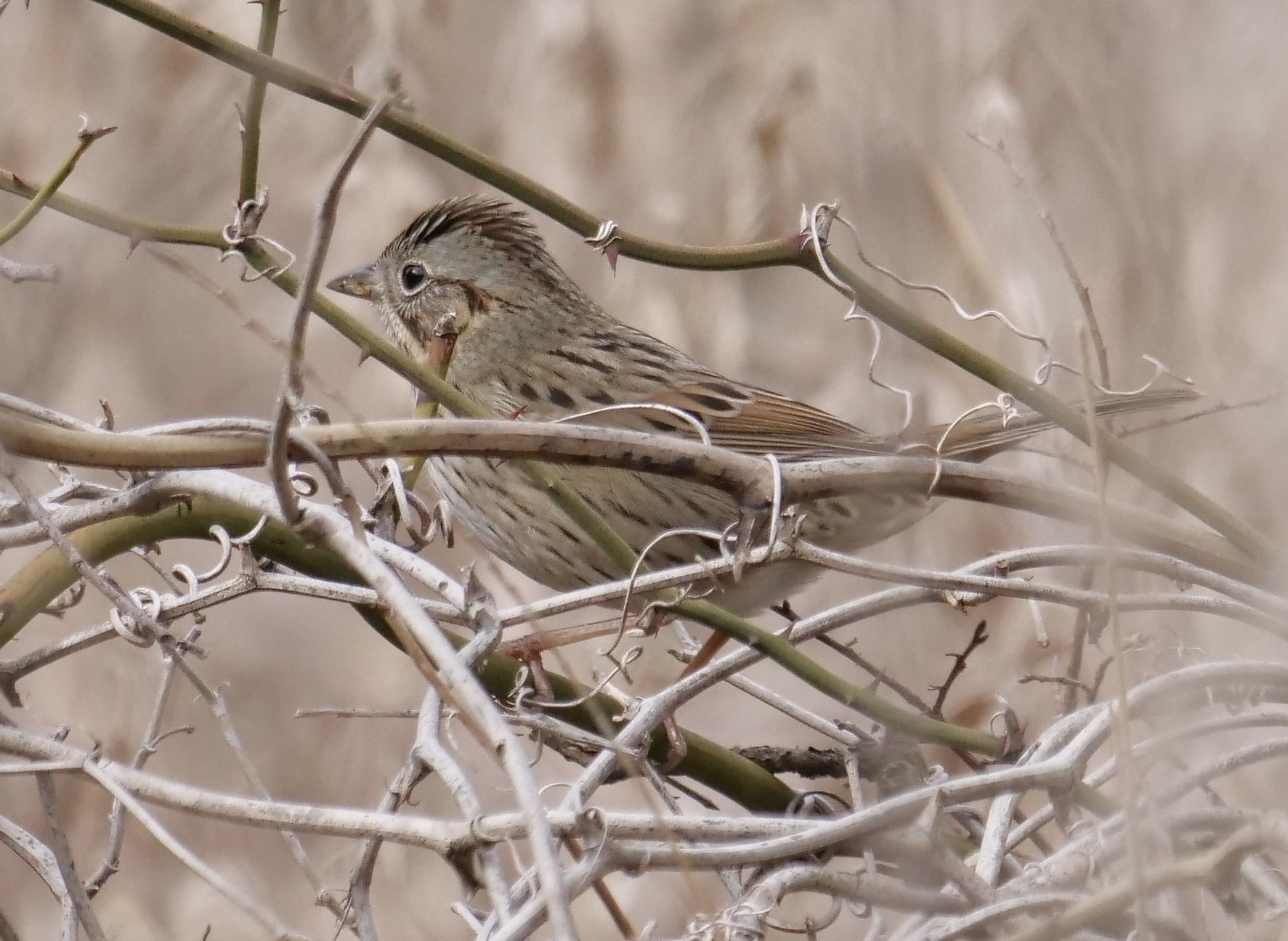 Lincoln's Sparrow (winter)