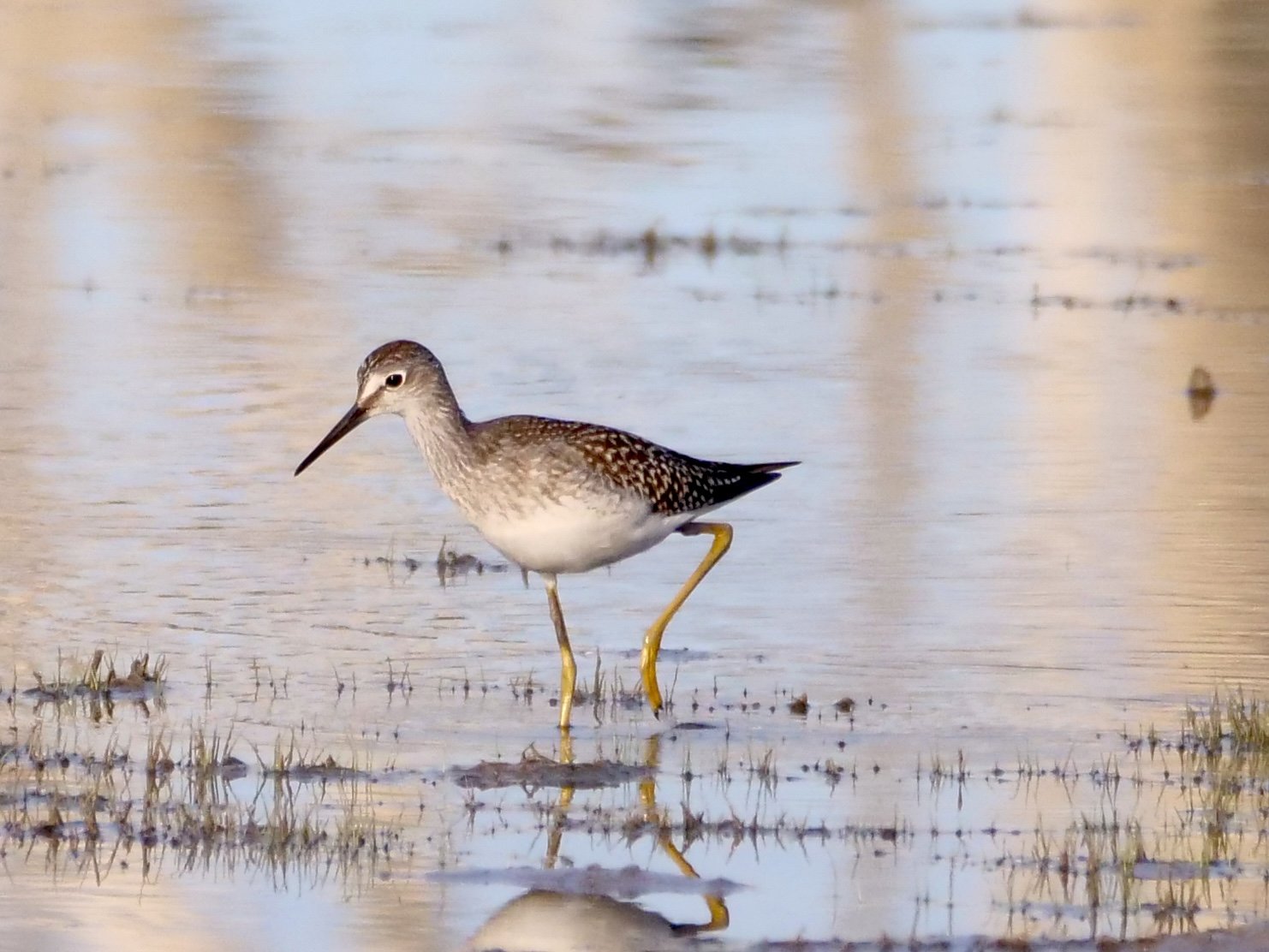 Lesser Yellowlegs (migrant, very similar to Greater Yellowlegs)