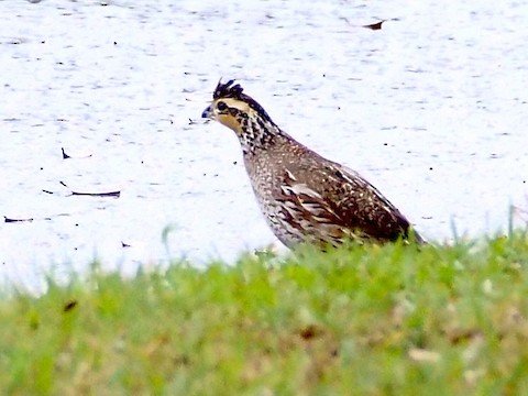 Bobwhite (declining, only in undeveloped areas)
