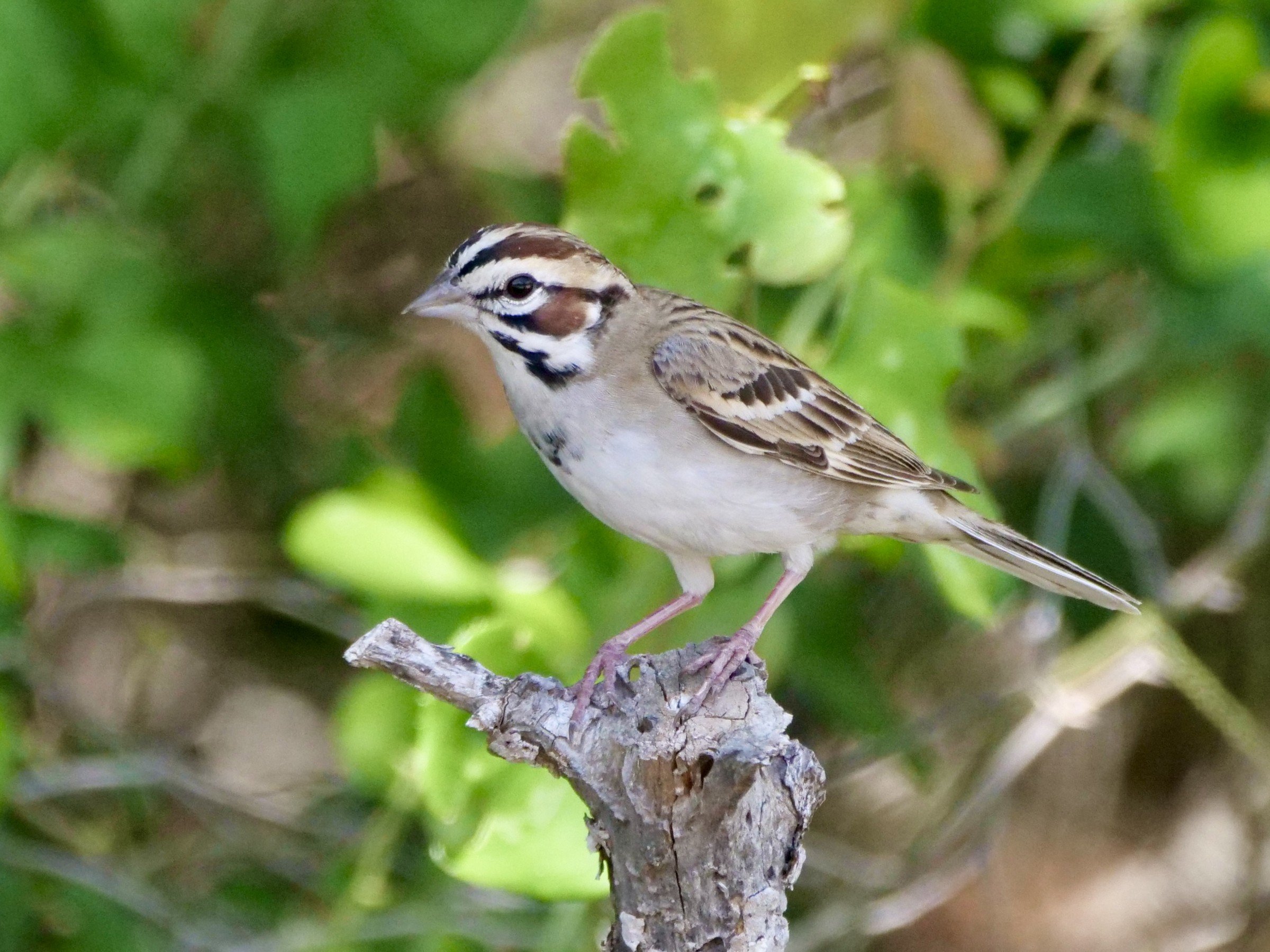 Lark Sparrow
