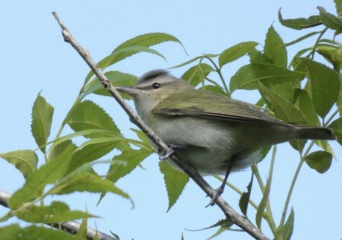 Red-eyed Vireo (summer)