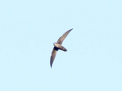 Chimney Swift