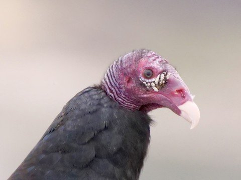 Turkey Vulture