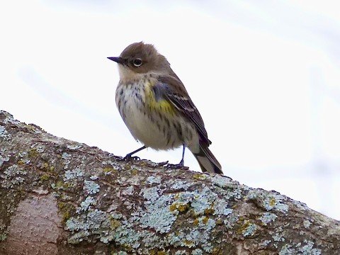 Yellow-rumped Warbler (migrant and winter)