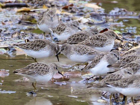 Least Sandpipers