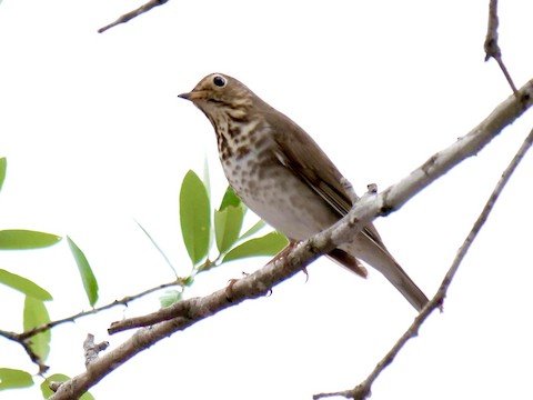 Hermit Thrush (winter)
