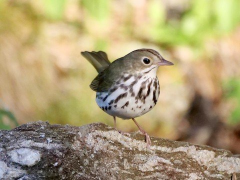 Ovenbird (an uncommon migrant warbler)