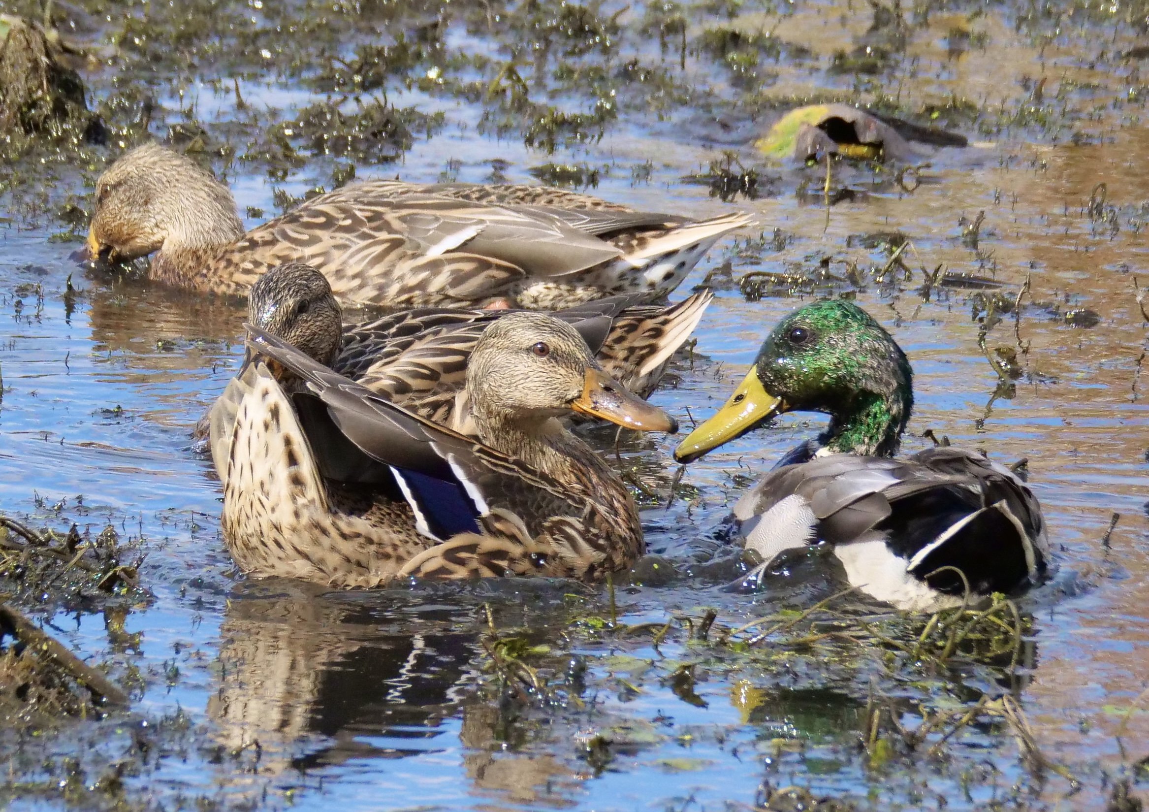 Mallards, the most familiar ducks. Many in public ponds are domesticated and not wild.