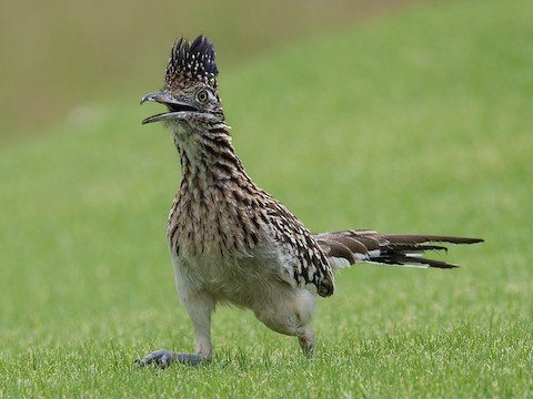 Greater Roadrunner