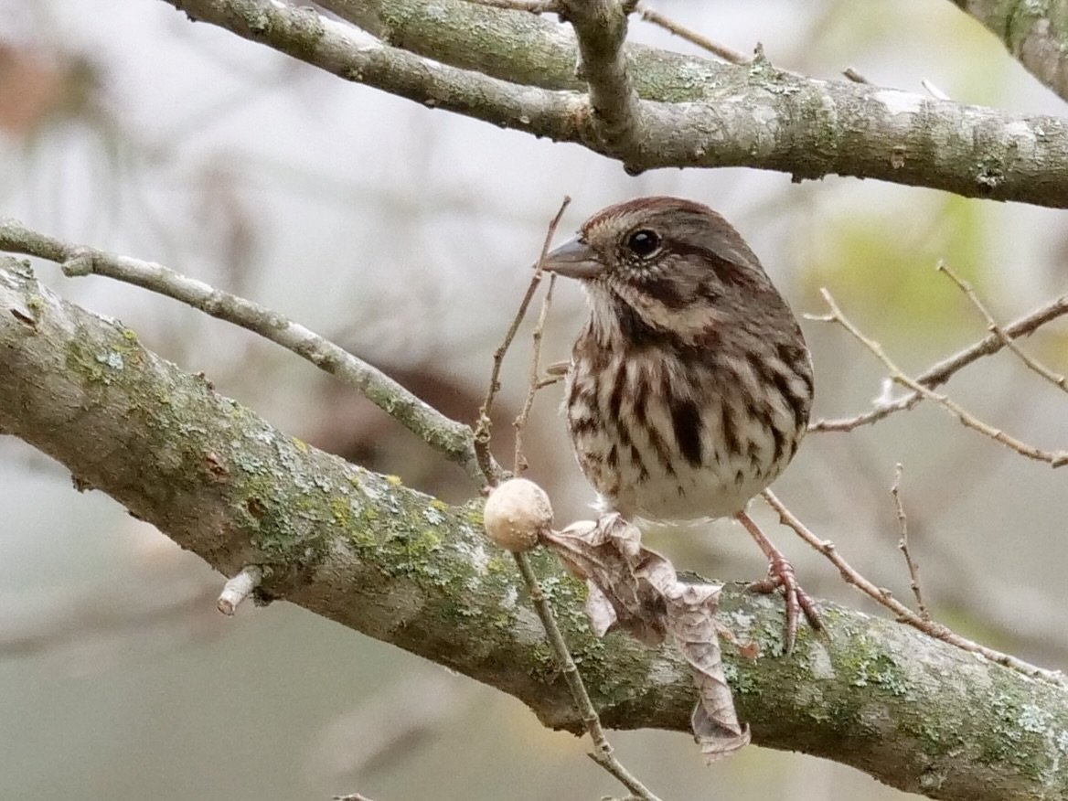 Song Sparrow