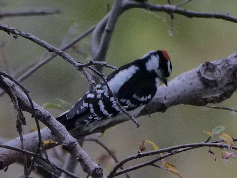 Downy Woodpecker (note white back)