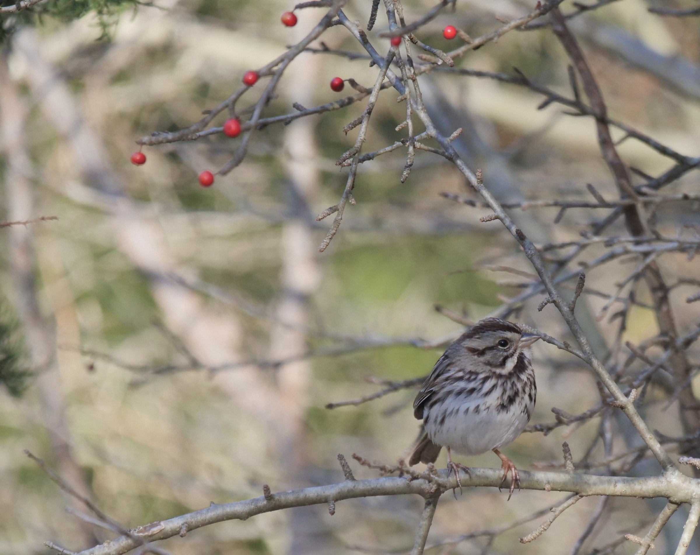 Song Sparrow (winter)