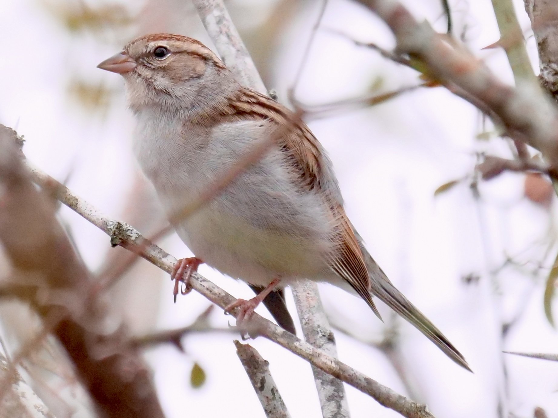 Chipping Sparrow