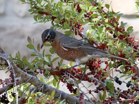 American Robin (migrant; some all year)