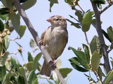 House Sparrow (female)