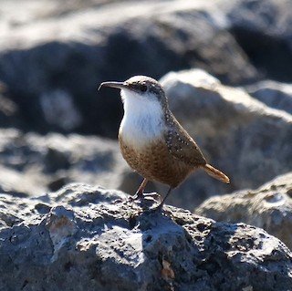 Canyon Wren (rocky areas)