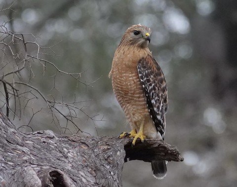 Red-shouldered Hawk