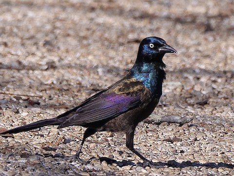 Common Grackle (male)