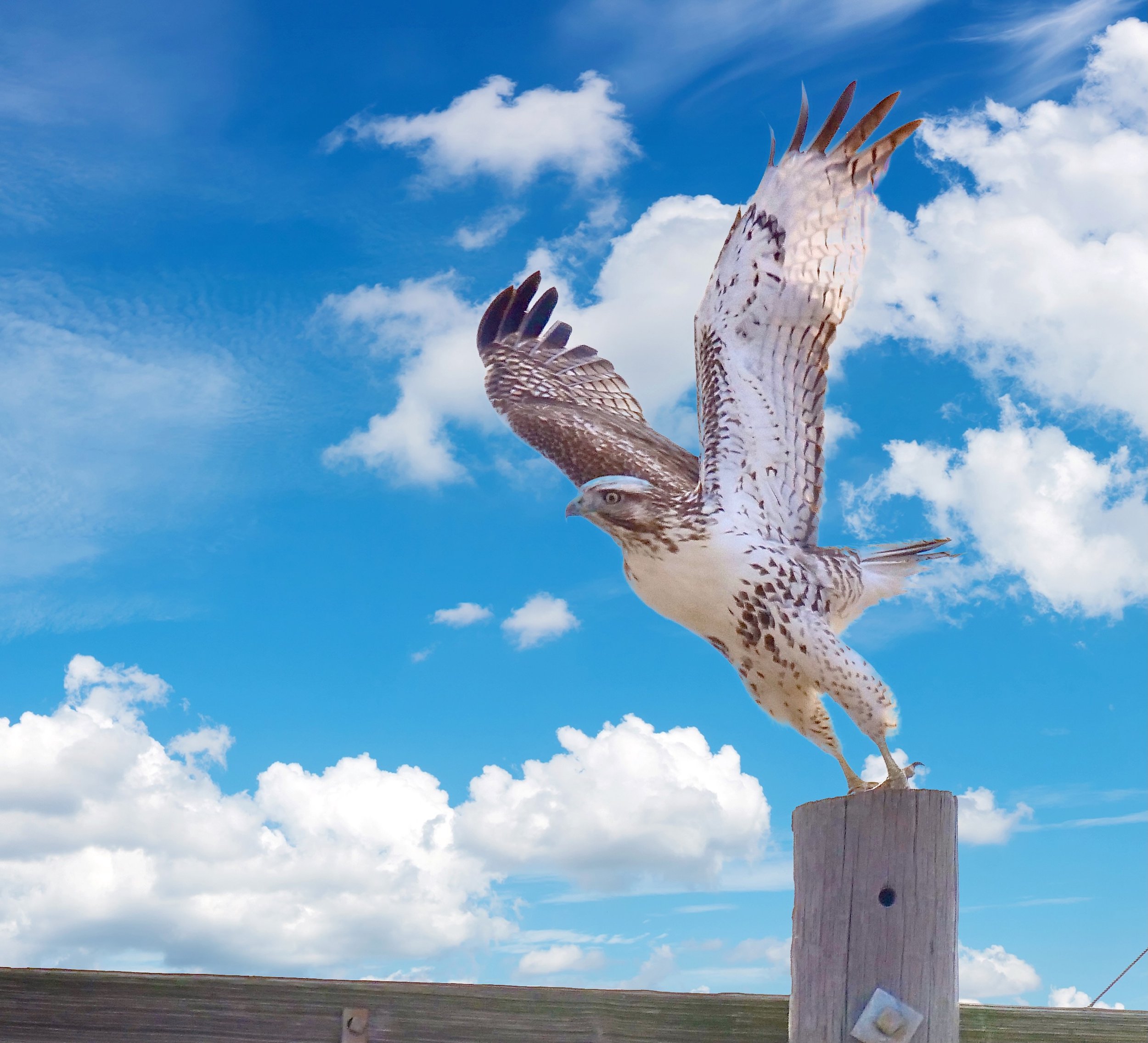 Red-tailed Hawk (with photo-shopped sky)