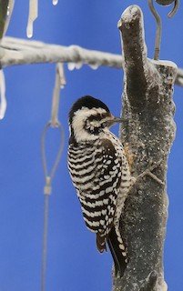 Ladder-backed Woodpecker (female)
