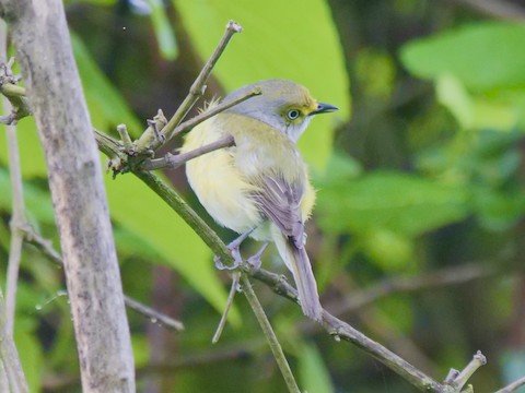 White-eyed Vireo (mostly summer)