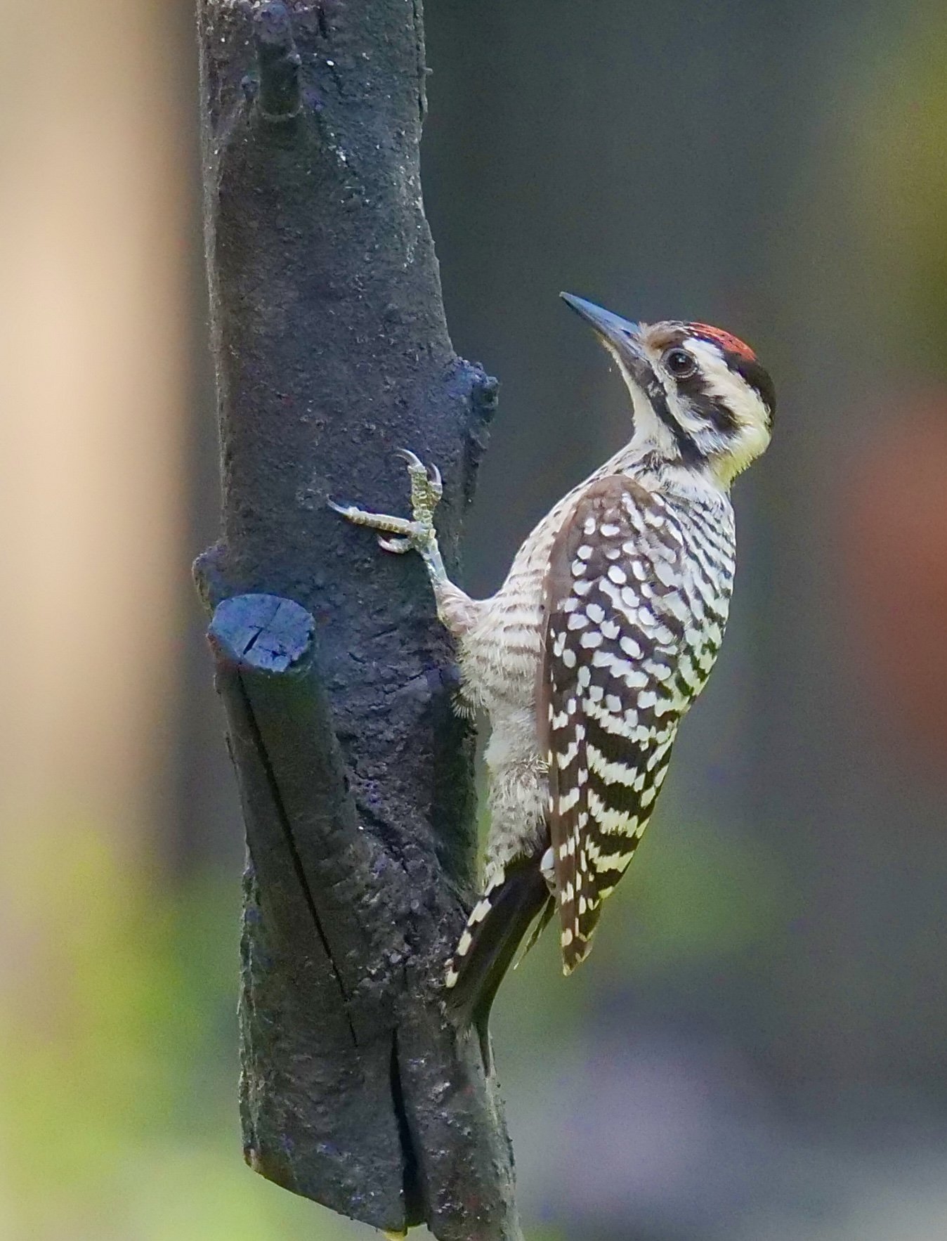 Ladder-backed Woodpecker (male)