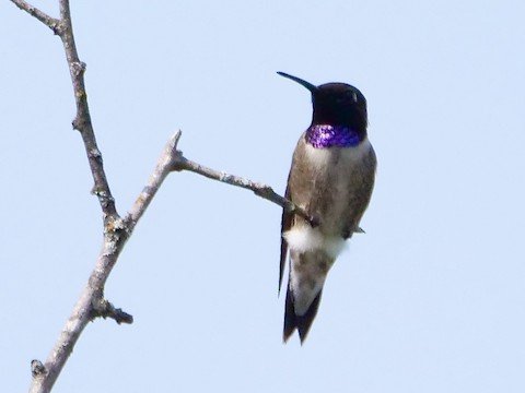 Male Black-chinned Hummingbird (purple on gorget usually not visible)