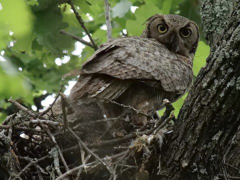 Great-horned Owl