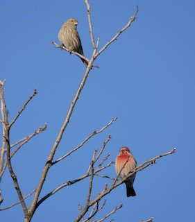 House Finch male and female