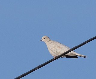 Eurasian Collared-dove (Agricultural areas and HEB Parking lots)