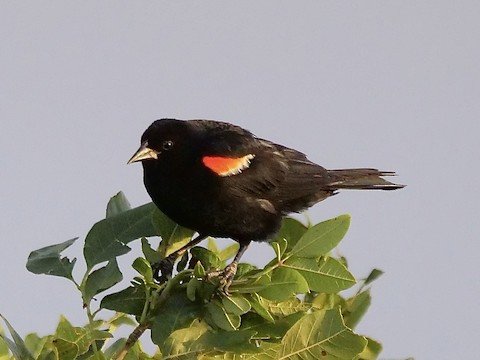 Red-winged Blackbird (male)