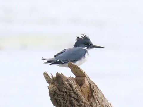 Belted Kingfisher male